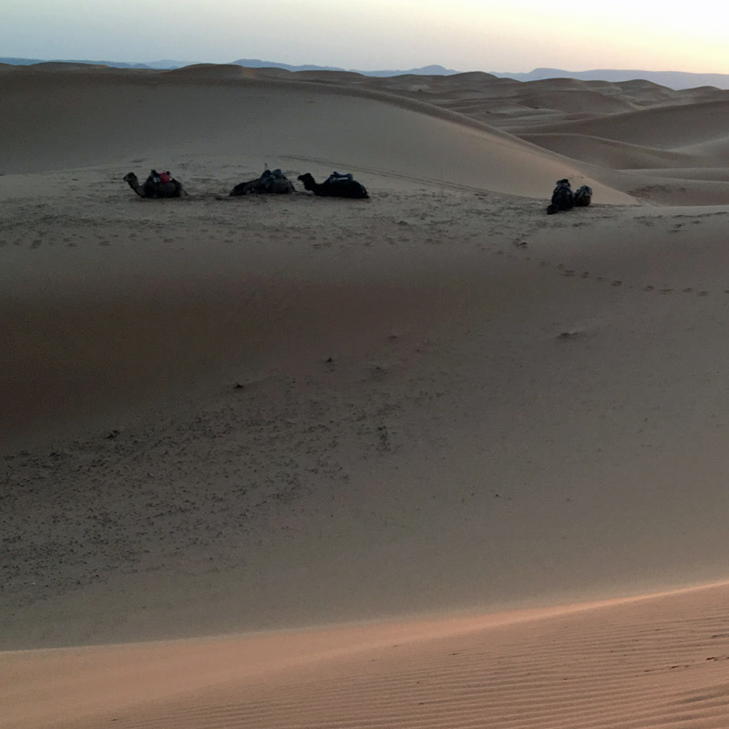 Kamele in der Wüste Marokkos