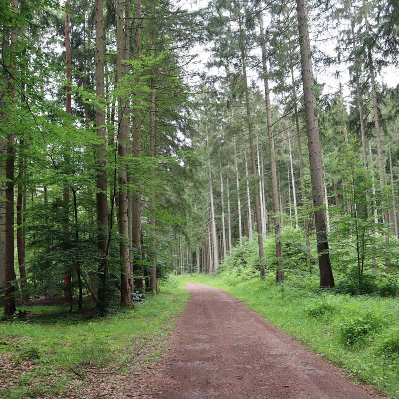 Ein schmaler Weg führt durch den Wald.